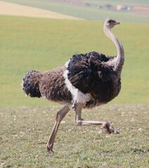 Struthio camelus australis