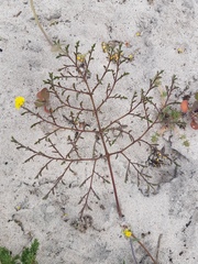 Pelargonium multiradiatum