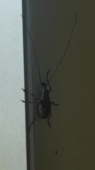 Anthribidae