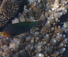 Halichoeres marginatus