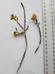 Aspalathus divaricata divaricata