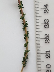 Aspalathus divaricata divaricata