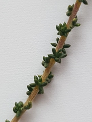 Aspalathus divaricata divaricata