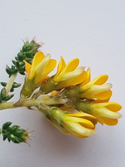 Aspalathus divaricata divaricata