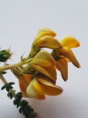 Aspalathus divaricata divaricata