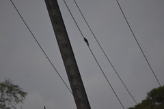 Dicrurus aeneus aeneus