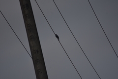 Dicrurus aeneus aeneus