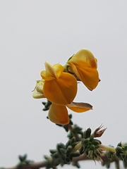 Aspalathus divaricata divaricata