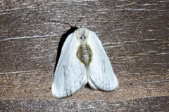 Cilix hispanica