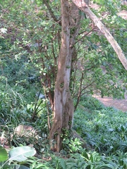 Ficus bizanae