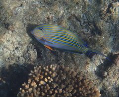 Acanthurus lineatus