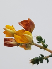 Aspalathus divaricata divaricata