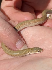 Delma tincta