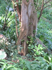 Ficus bizanae