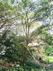 Ficus bizanae