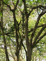 Ficus bizanae