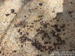 Sylvicapra grimmia