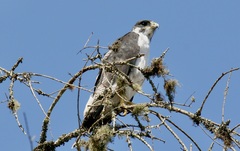 Buteo augur