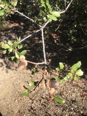 Quercus berberidifolia