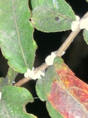 Eriococcus lagerstroemiae