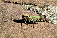 Omocestus viridulus
