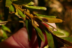 Tmesipteris tannensis