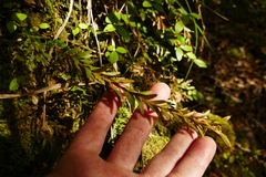 Tmesipteris tannensis