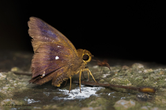 Hasora badra