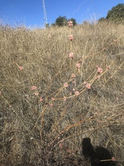 Eriogonum elongatum