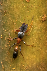 Myrmarachne melanocephala