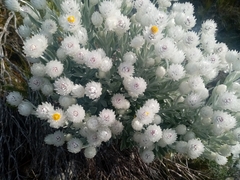 Syncarpha argyropsis