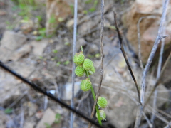 Melilotus italicus
