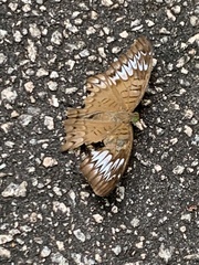 Tanaecia pelea