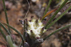 Blennospora drummondii