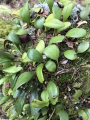 Pyrrosia eleagnifolia