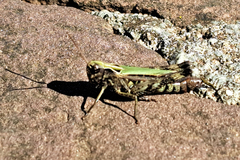 Omocestus viridulus
