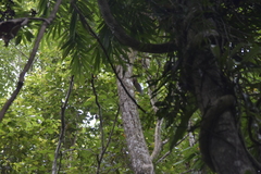 Callosciurus erythraeus