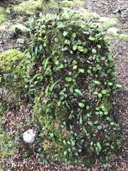 Pyrrosia eleagnifolia