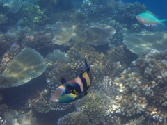 Thalassoma nigrofasciatum