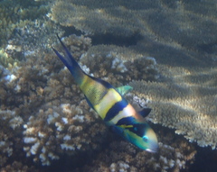 Thalassoma nigrofasciatum