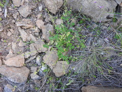 Melilotus italicus