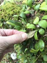 Pyrrosia eleagnifolia