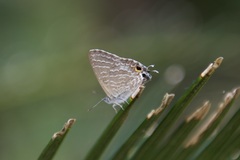 Theclinesthes onycha