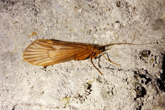 Halesus