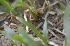 Dindymus sanguineus