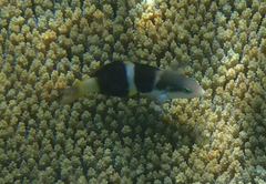 Thalassoma nigrofasciatum