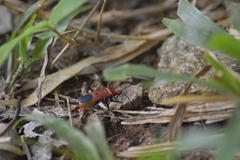 Dindymus sanguineus