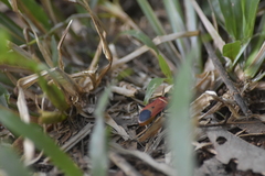 Dindymus sanguineus