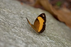Cupha prosope