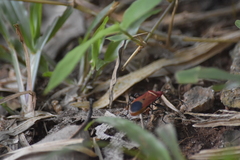 Dindymus sanguineus